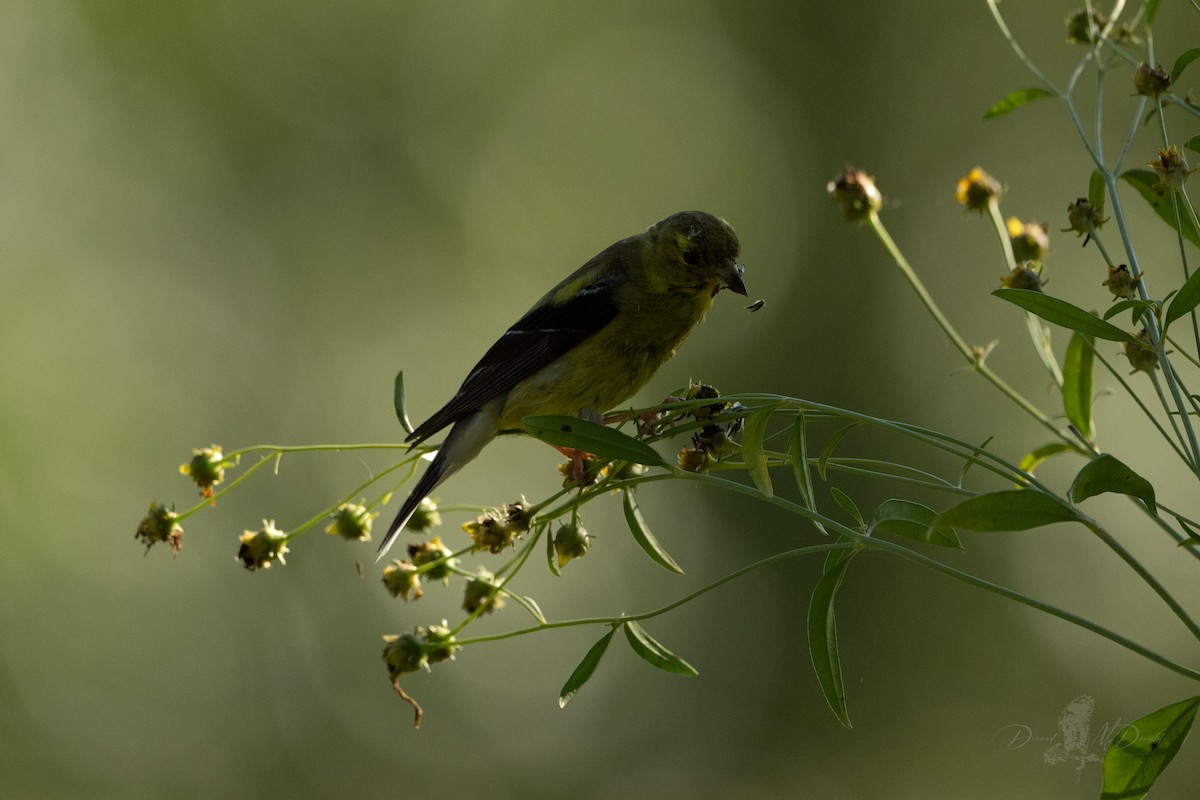 American Goldfinch - ML642681168