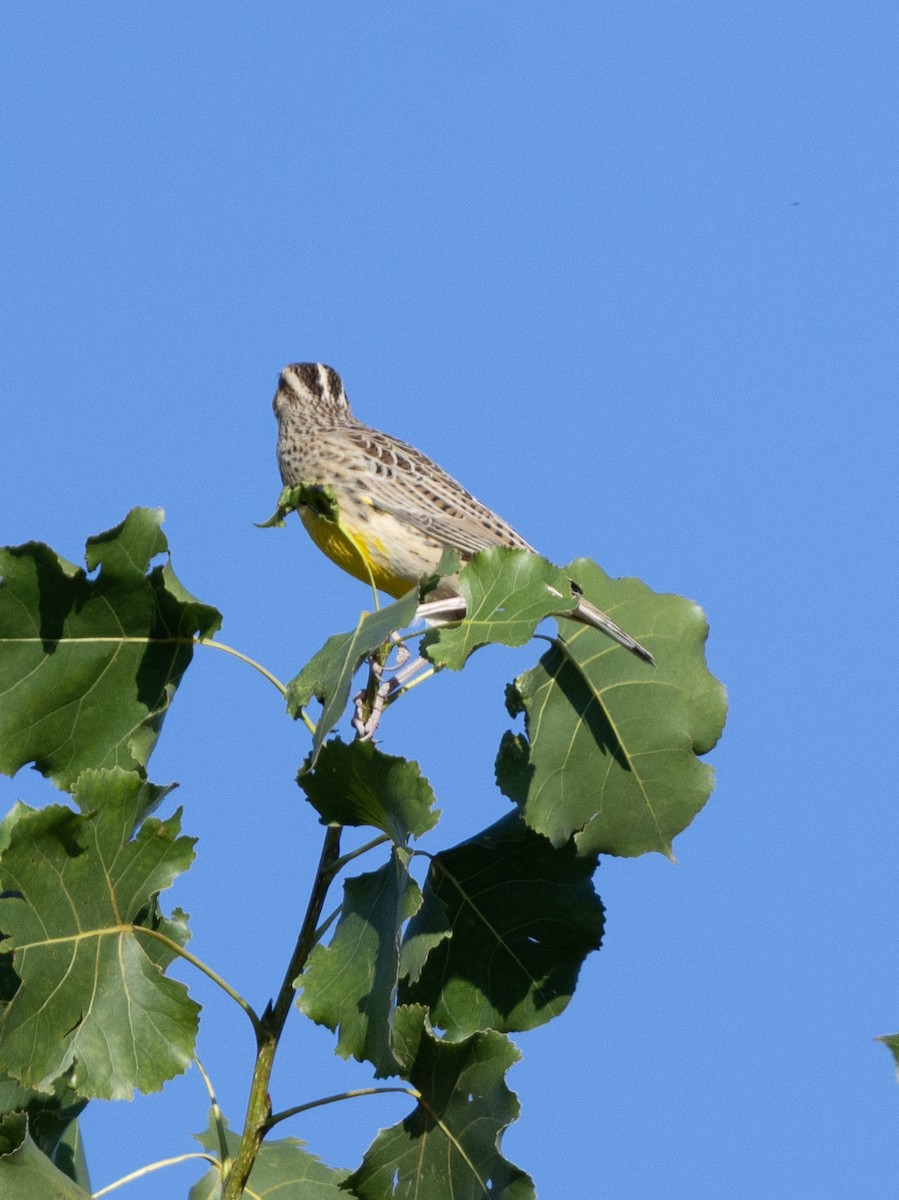 Western Meadowlark - ML642681169