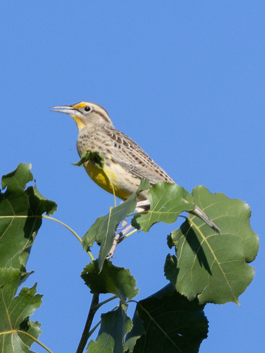 Western Meadowlark - ML642681178