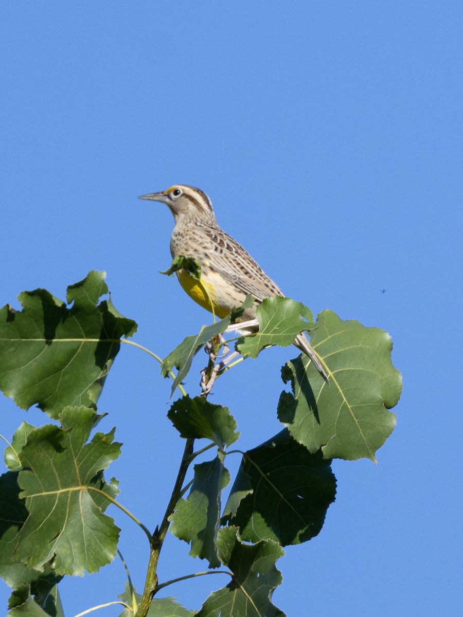 Western Meadowlark - ML642681179