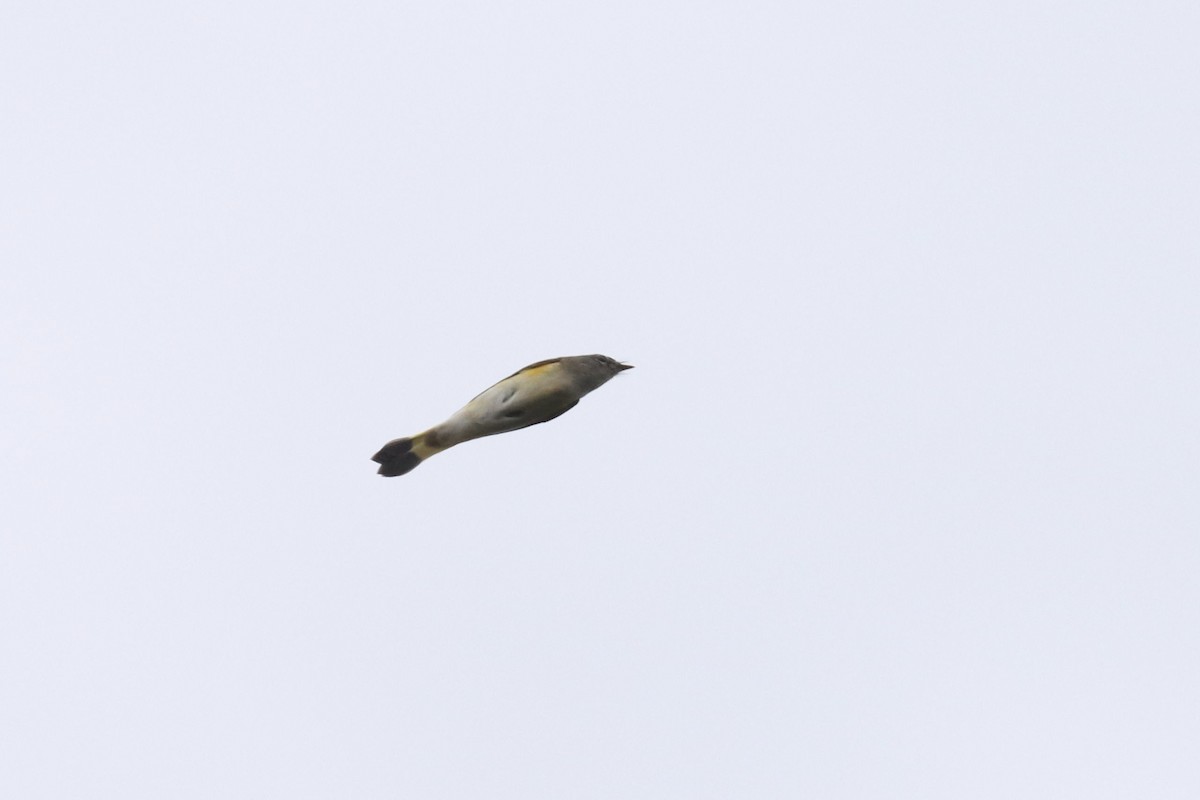 American Redstart - ML642681191