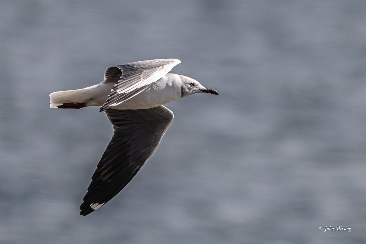 Gray-hooded Gull - ML642681200