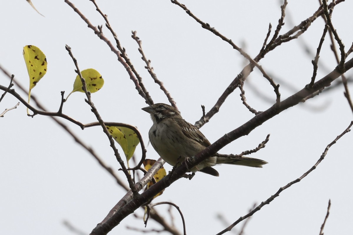 Lark Sparrow - ML642681201