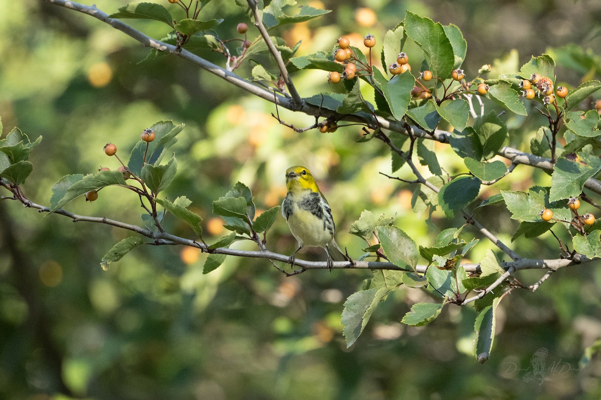 Black-throated Green Warbler - ML642681205