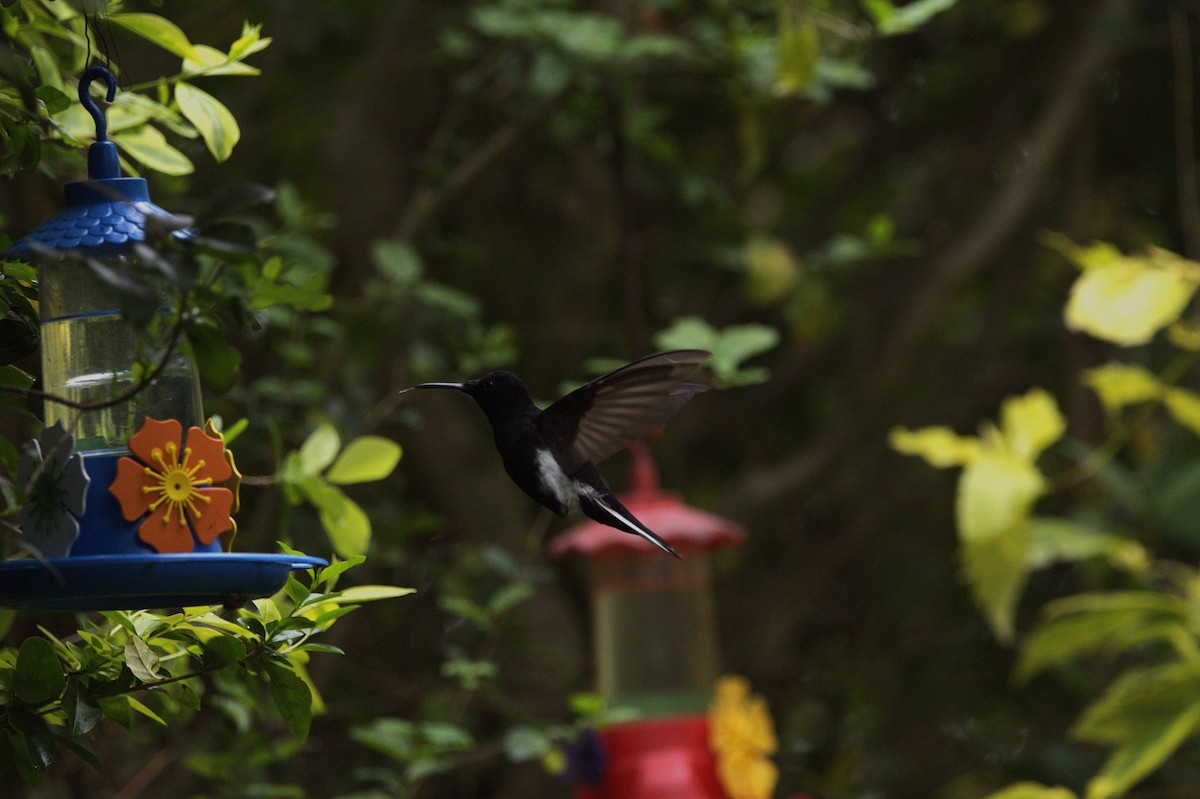 Black Jacobin - ML642681210