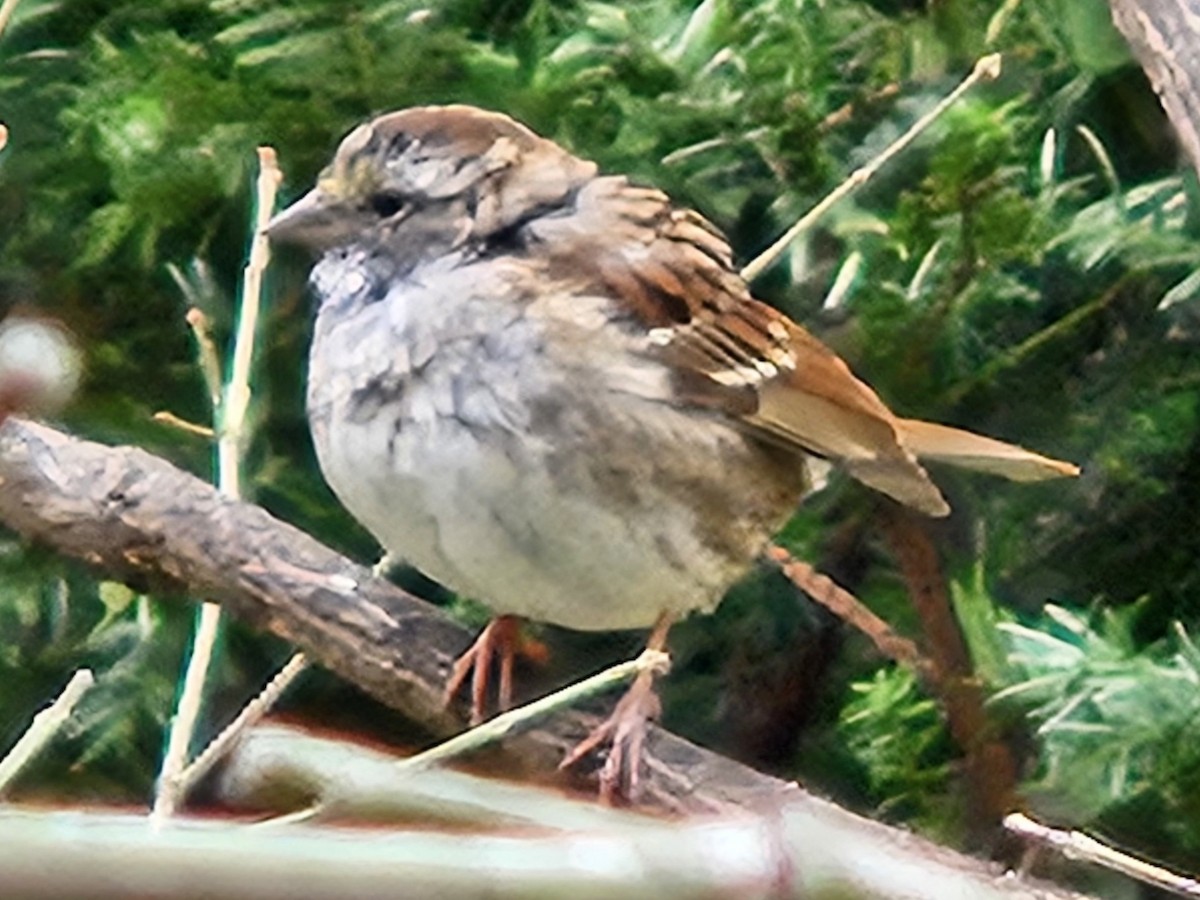 White-throated Sparrow - ML642681212