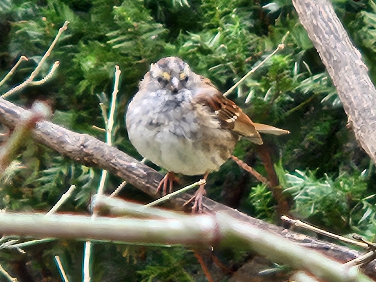 White-throated Sparrow - ML642681213
