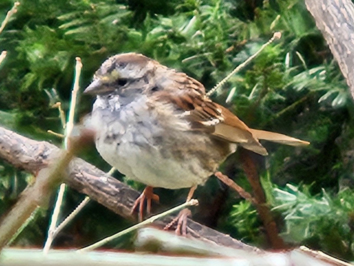 White-throated Sparrow - ML642681214