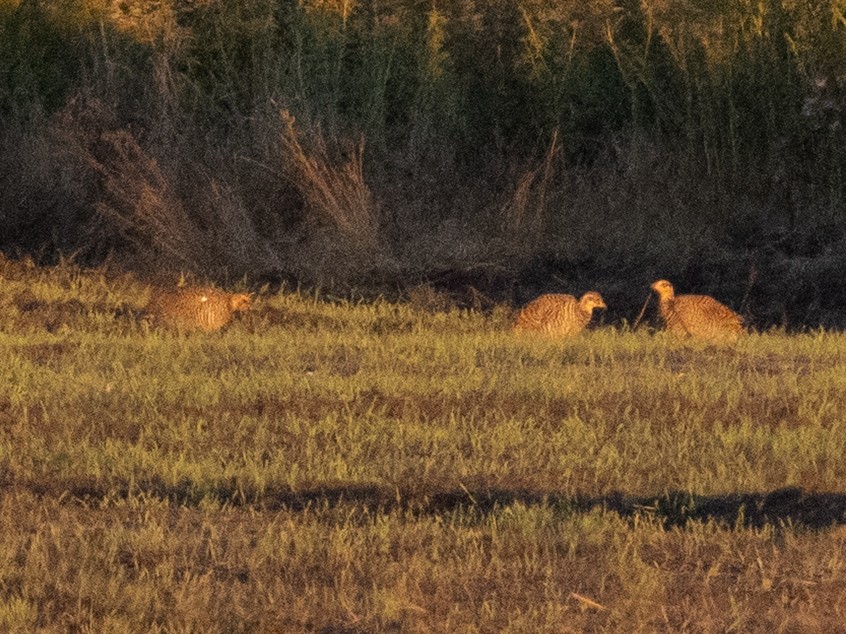 Tétras des prairies - ML642681220