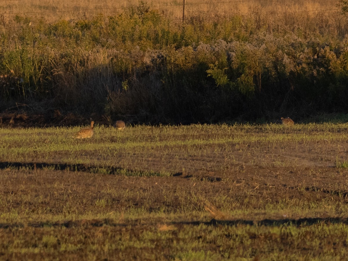 Tétras des prairies - ML642681221