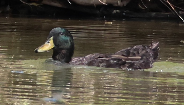 Mexican Duck - ML642681227