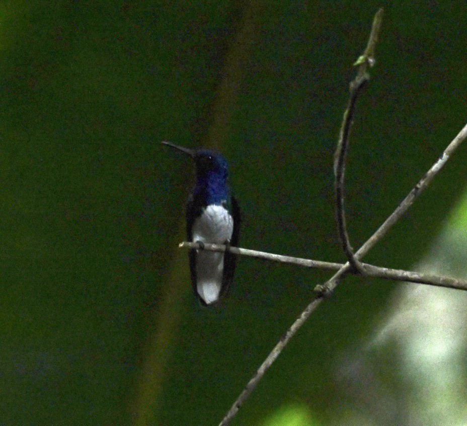 White-necked Jacobin - ML642681228