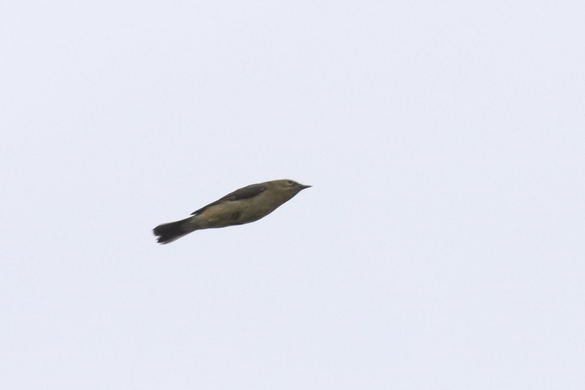 Black-throated Blue Warbler - ML642681231