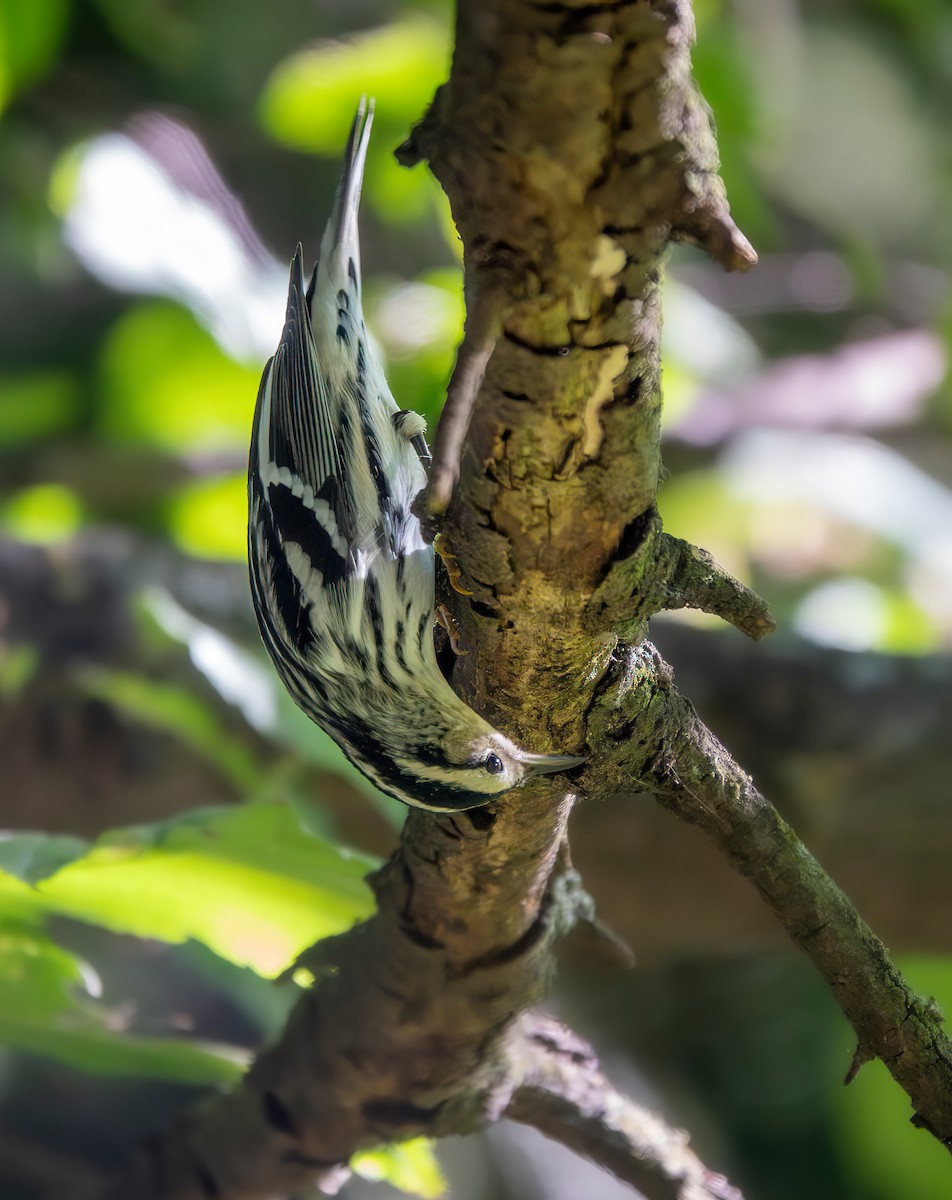 Black-and-white Warbler - ML642681233
