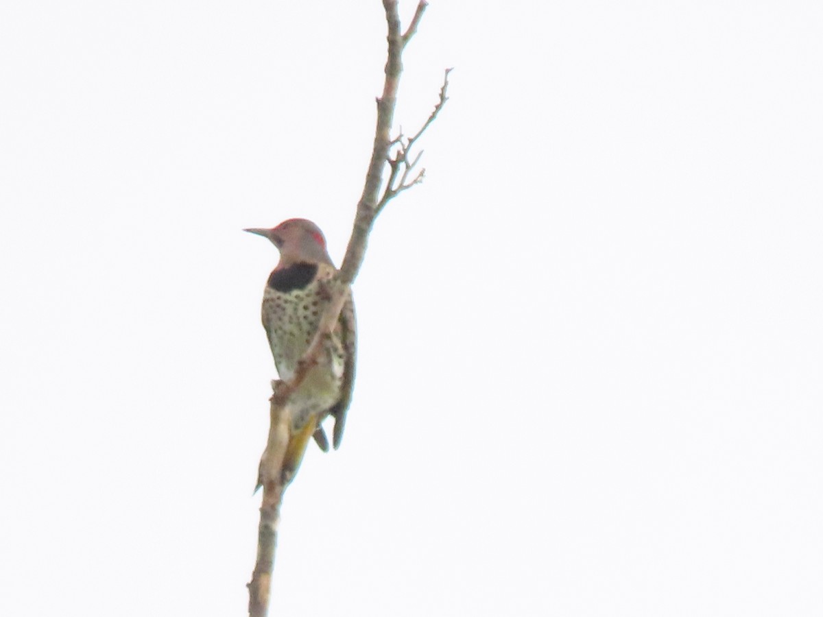 Northern Flicker - ML642681234