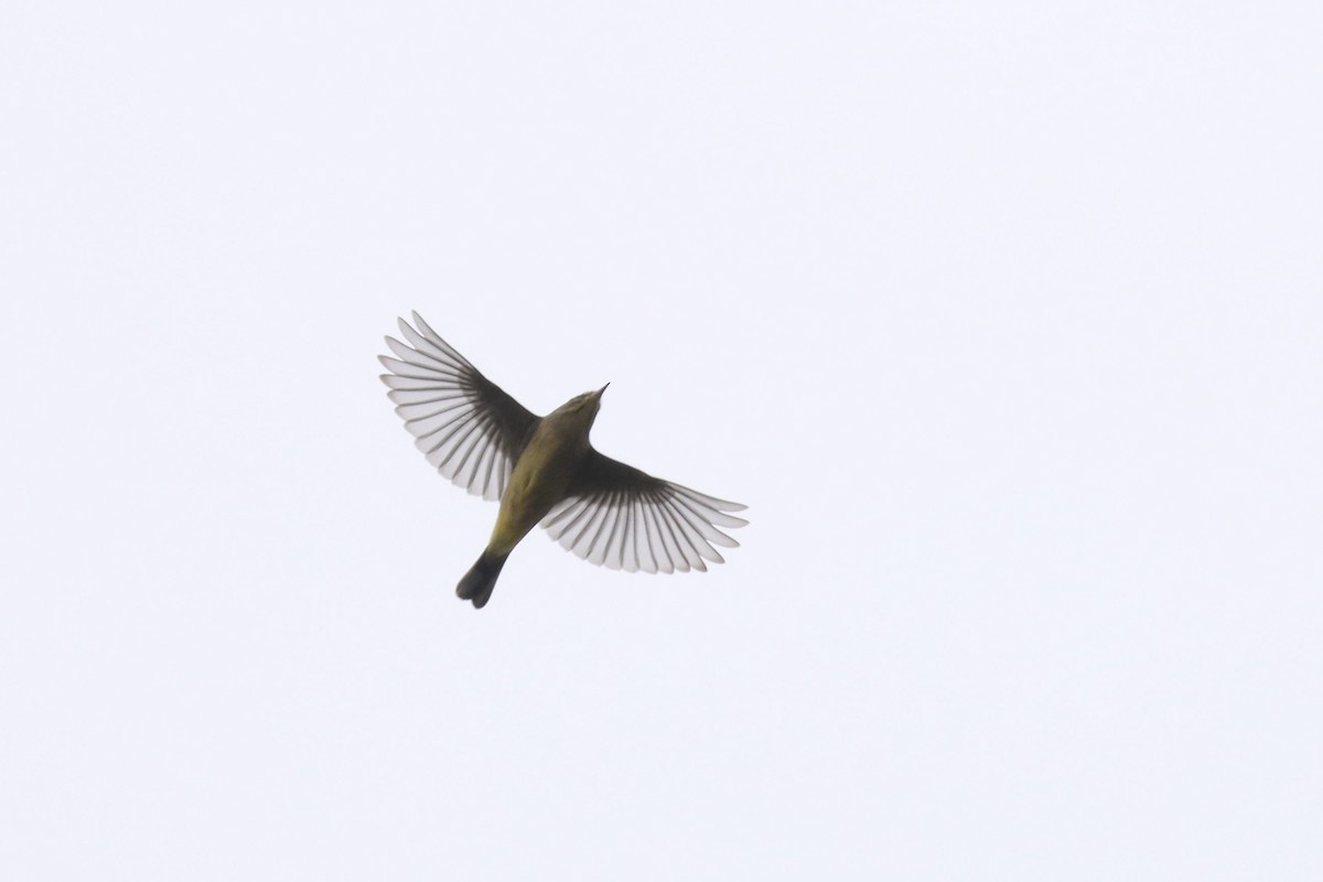 Palm Warbler - ML642681237