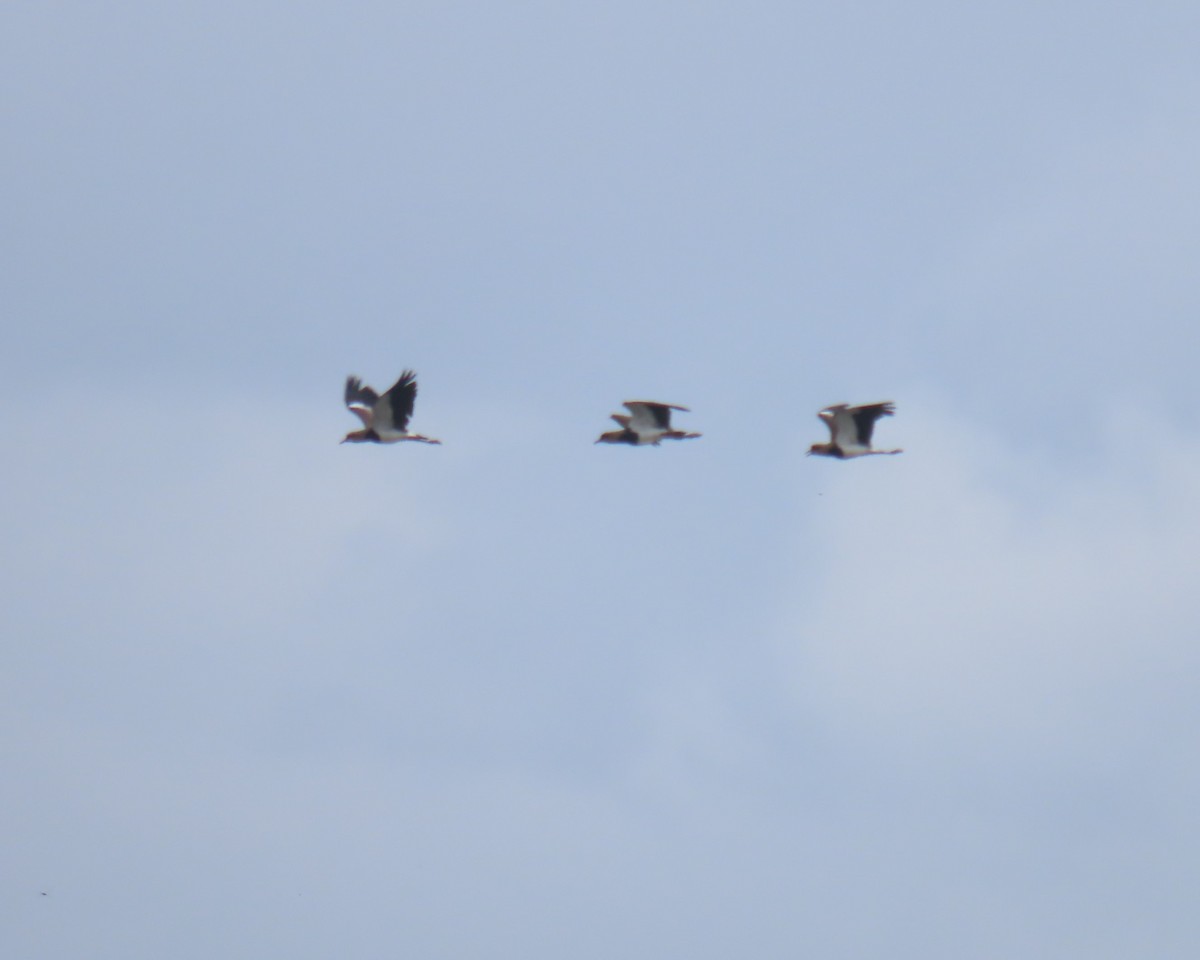 Southern Lapwing - ML642681238