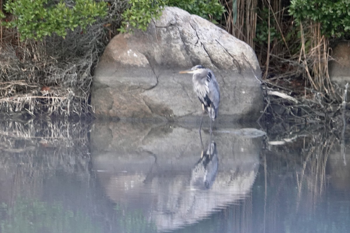 Great Blue Heron - ML642681239