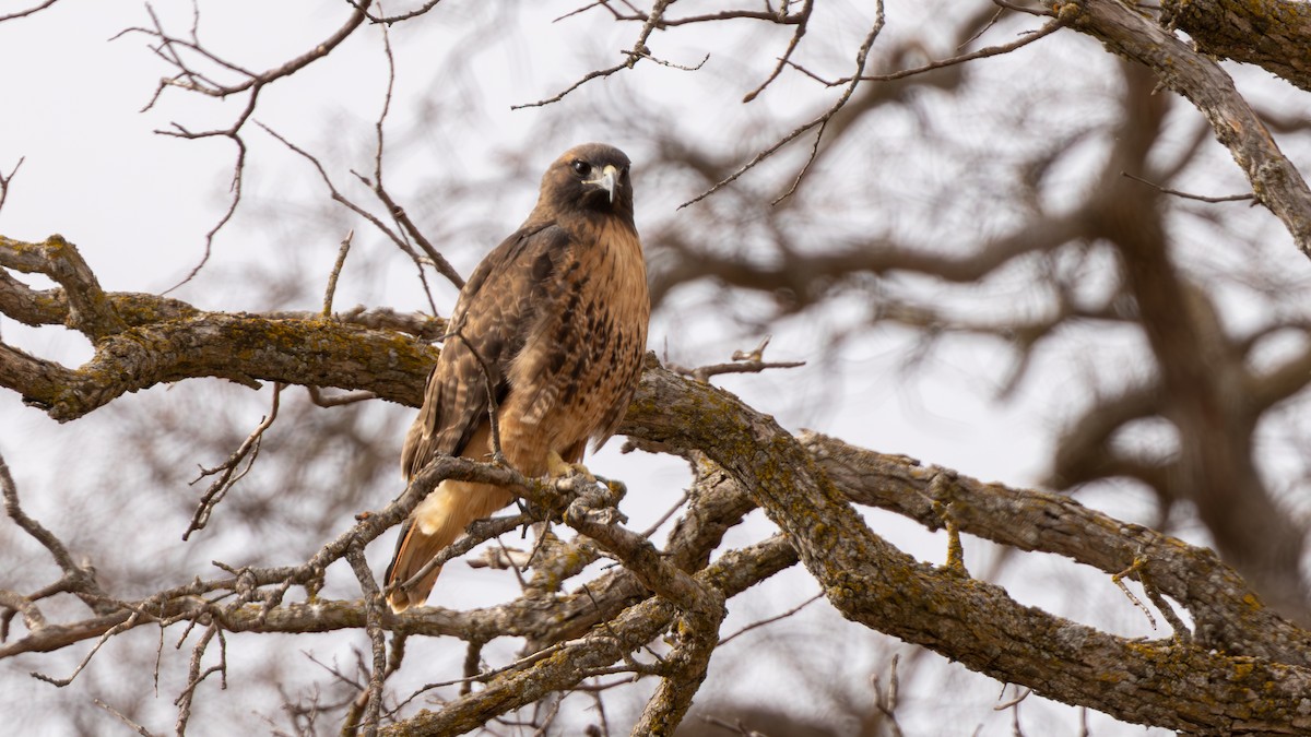 Red-tailed Hawk - ML642681240