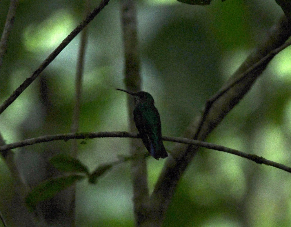 Violet-bellied Hummingbird - ML642681241