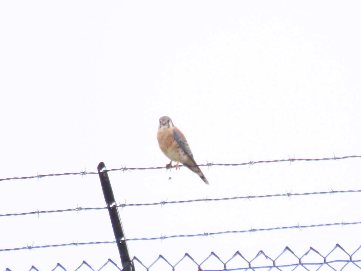 American Kestrel - ML642681242