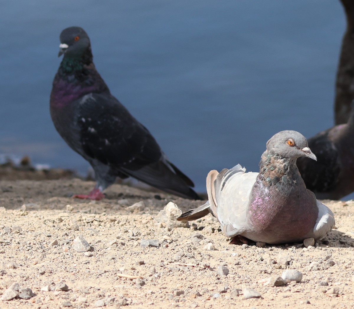 Rock Pigeon (Feral Pigeon) - ML642681243