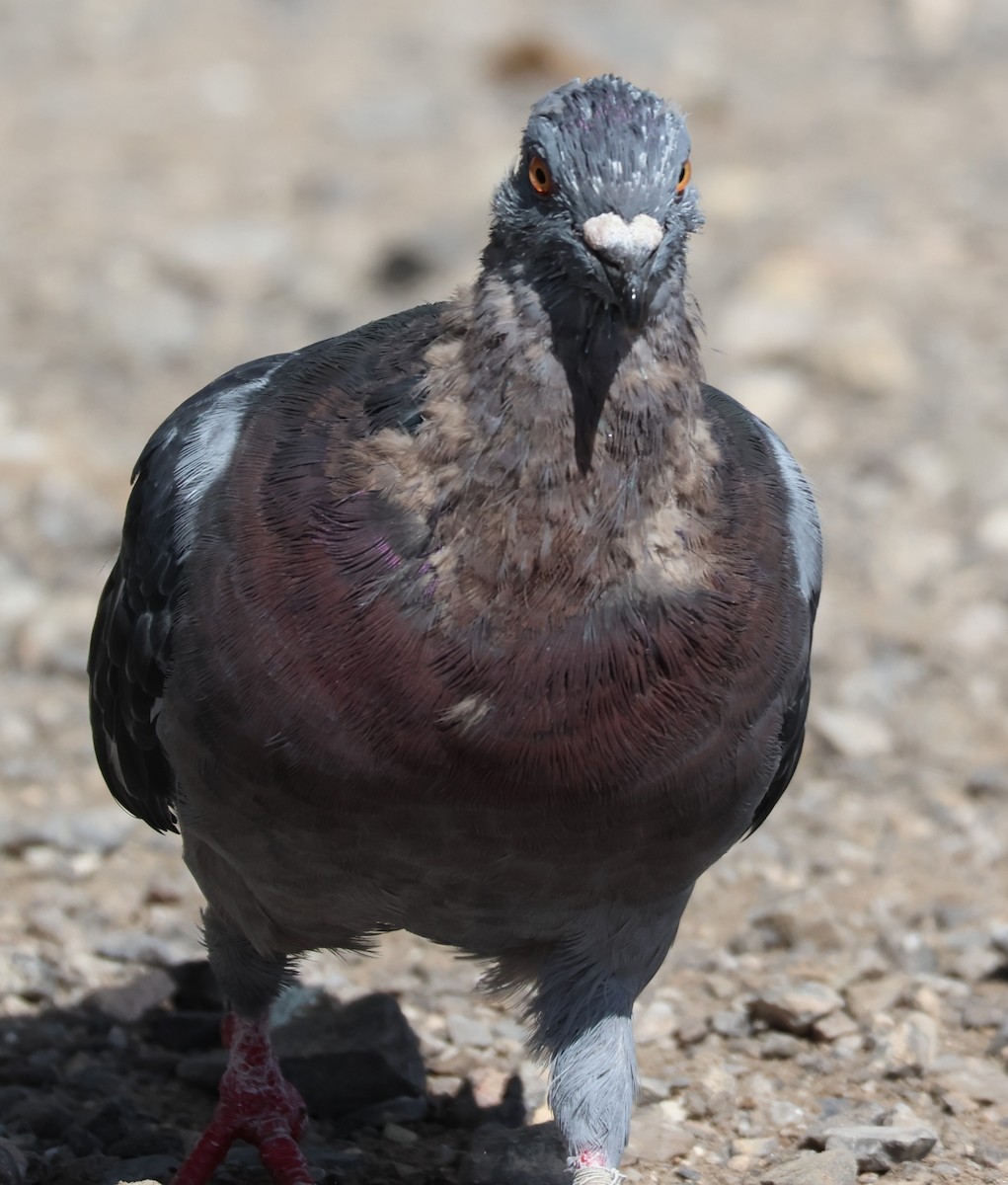Rock Pigeon (Feral Pigeon) - ML642681244