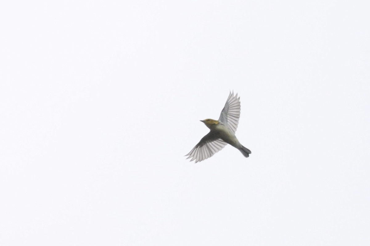 Black-throated Green Warbler - ML642681246