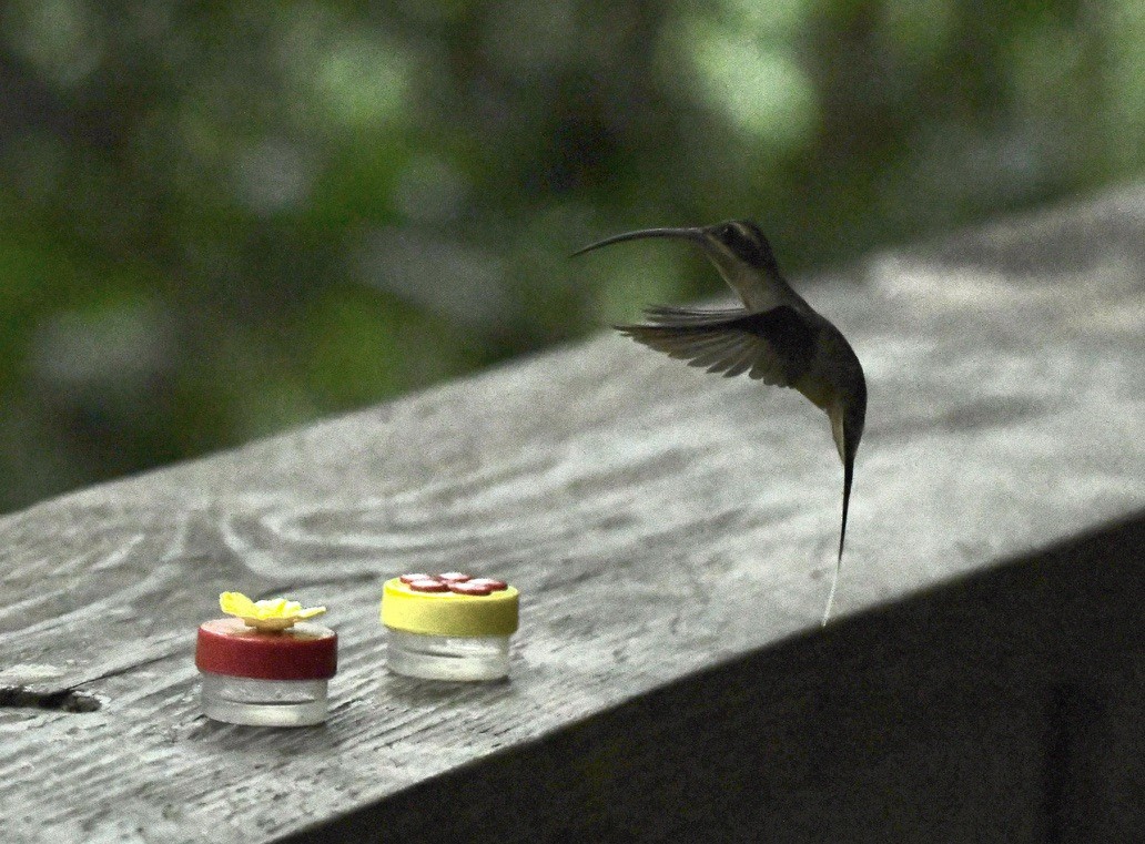 Long-billed Hermit - ML642681247