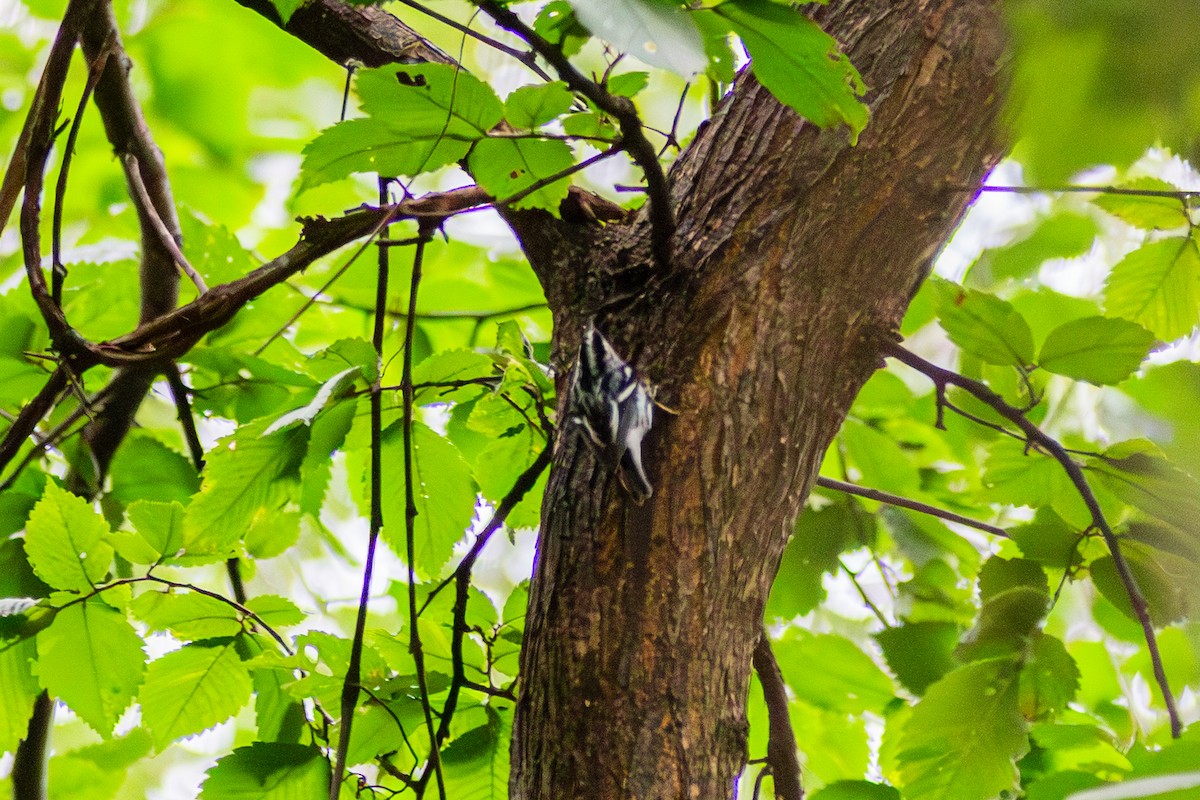 Black-and-white Warbler - ML642681248