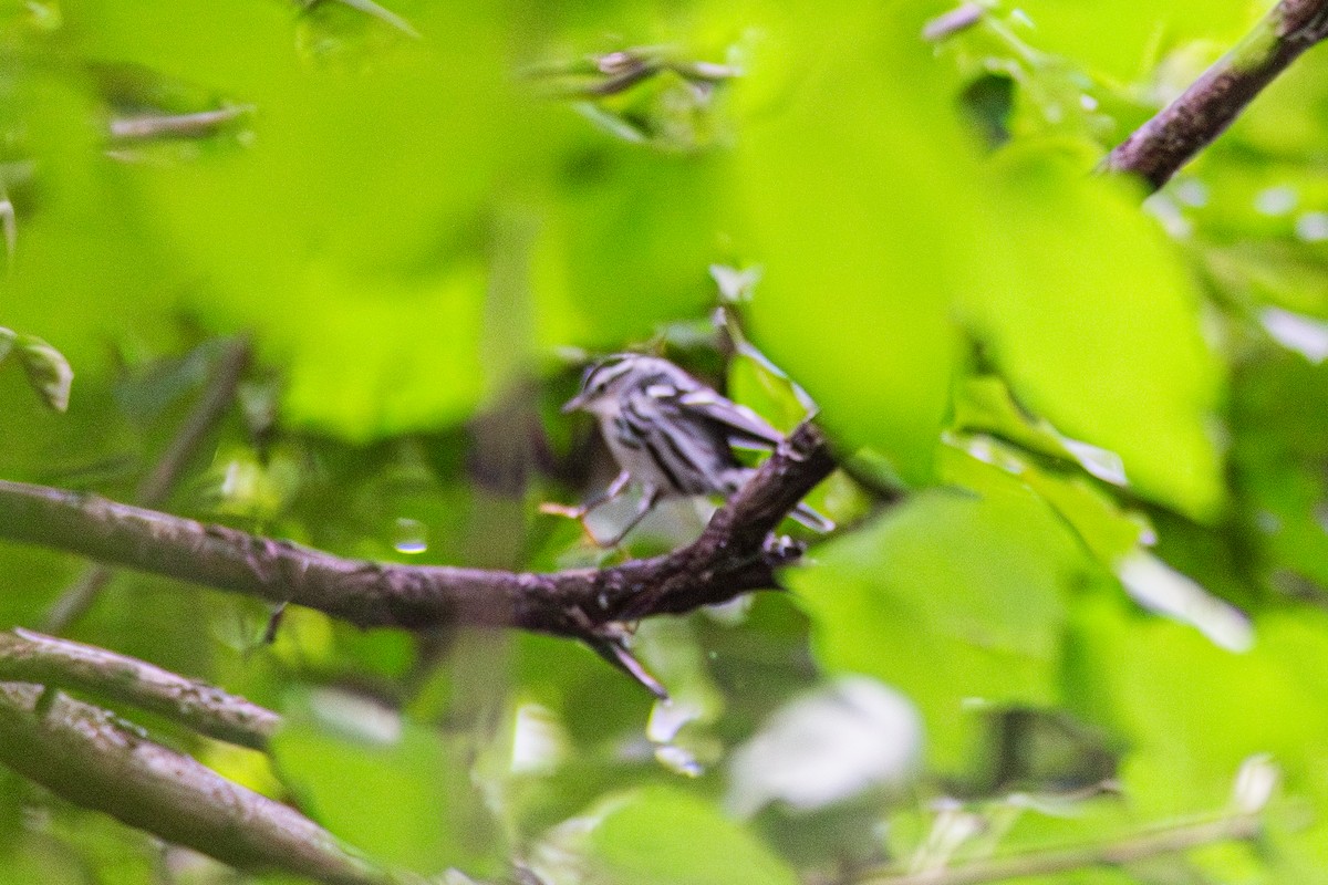 Black-and-white Warbler - ML642681249