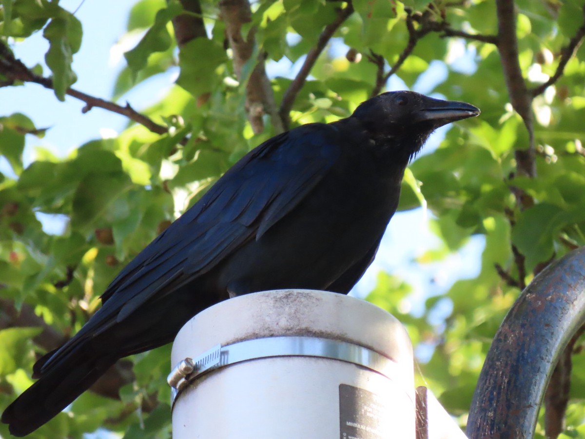 Fish Crow - ML642681251