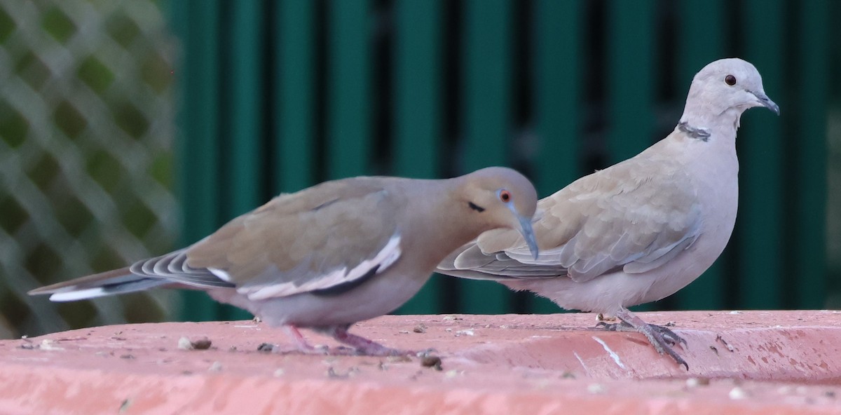 Eurasian Collared-Dove - ML642681254