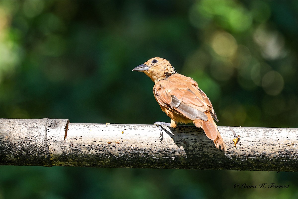 White-lined Tanager - ML642681257