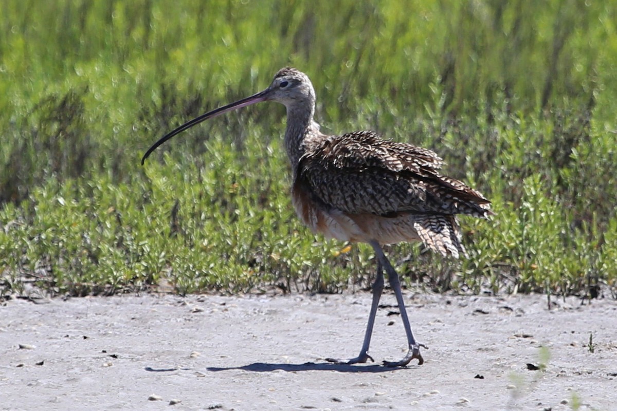Long-billed Curlew - ML642681258