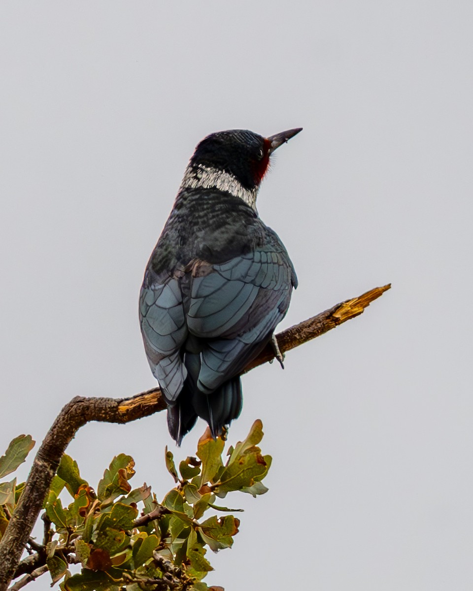 Lewis's Woodpecker - ML642681259