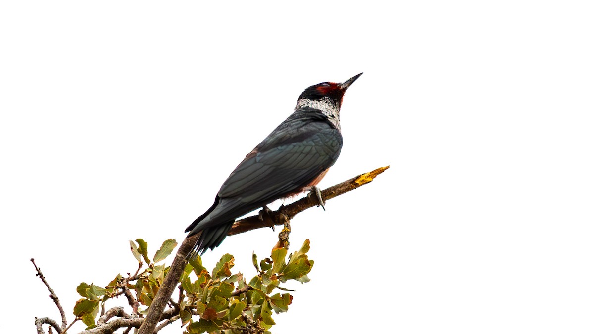 Lewis's Woodpecker - ML642681260