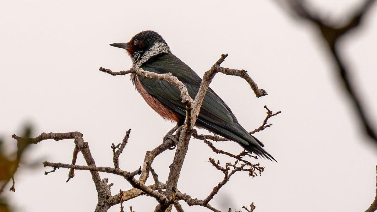 Lewis's Woodpecker - ML642681261