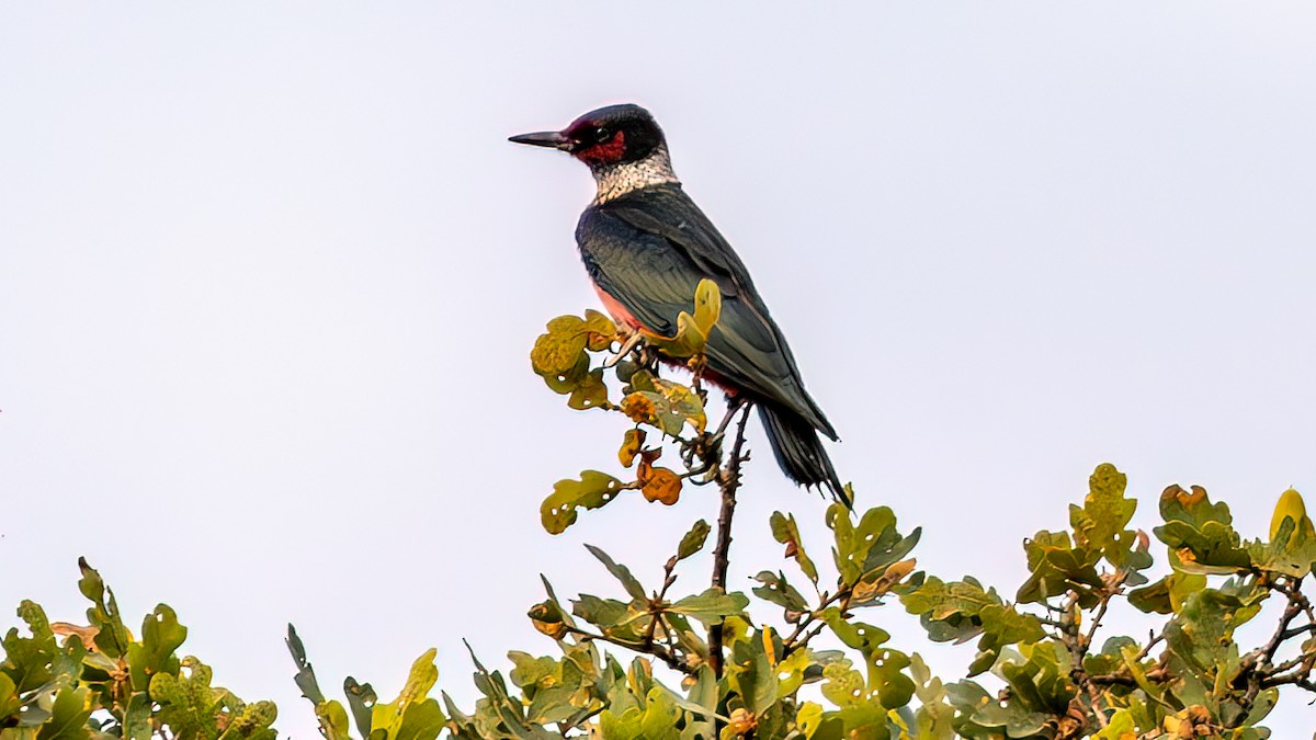 Lewis's Woodpecker - ML642681262