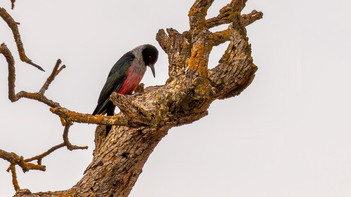Lewis's Woodpecker - ML642681263