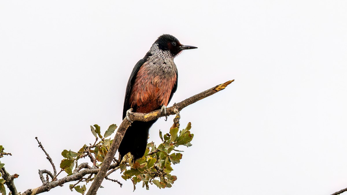Lewis's Woodpecker - ML642681264