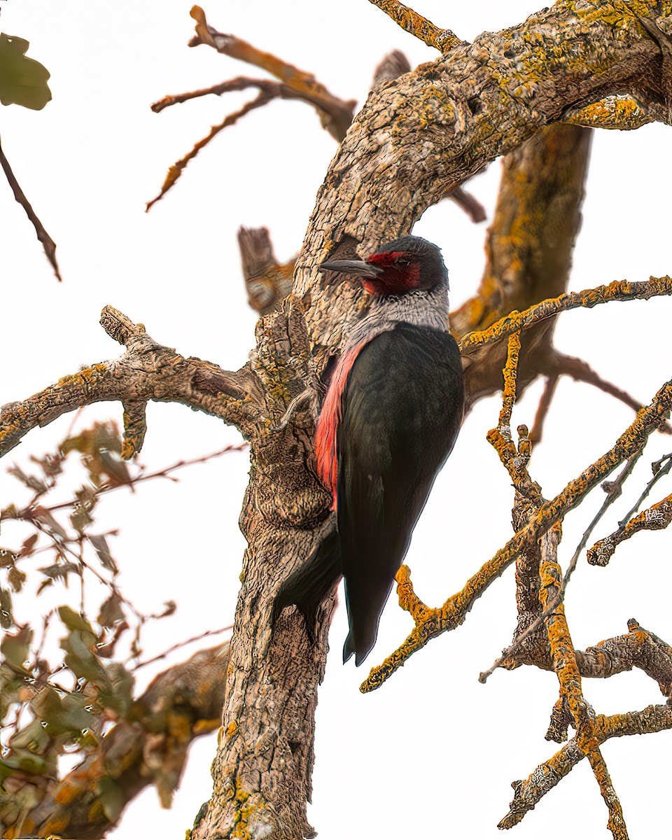 Lewis's Woodpecker - ML642681265