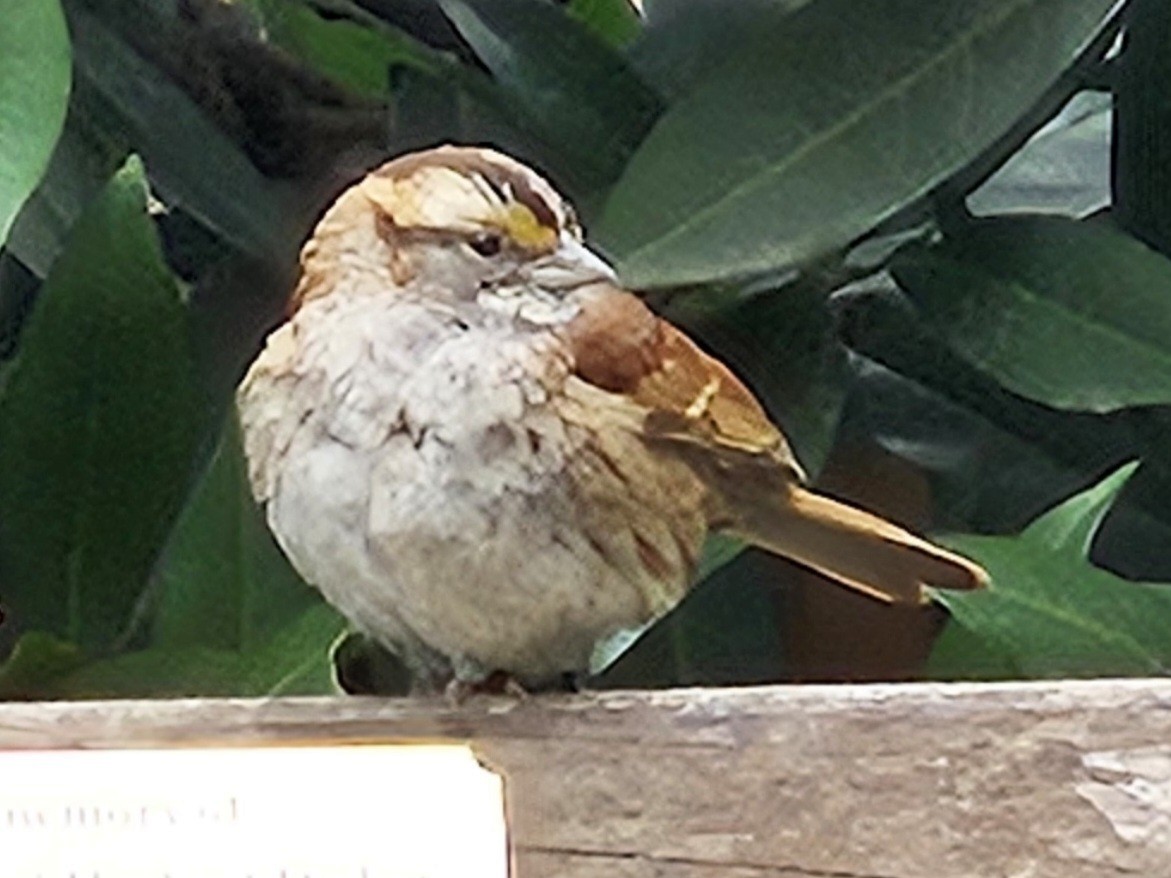 White-throated Sparrow - ML642681277