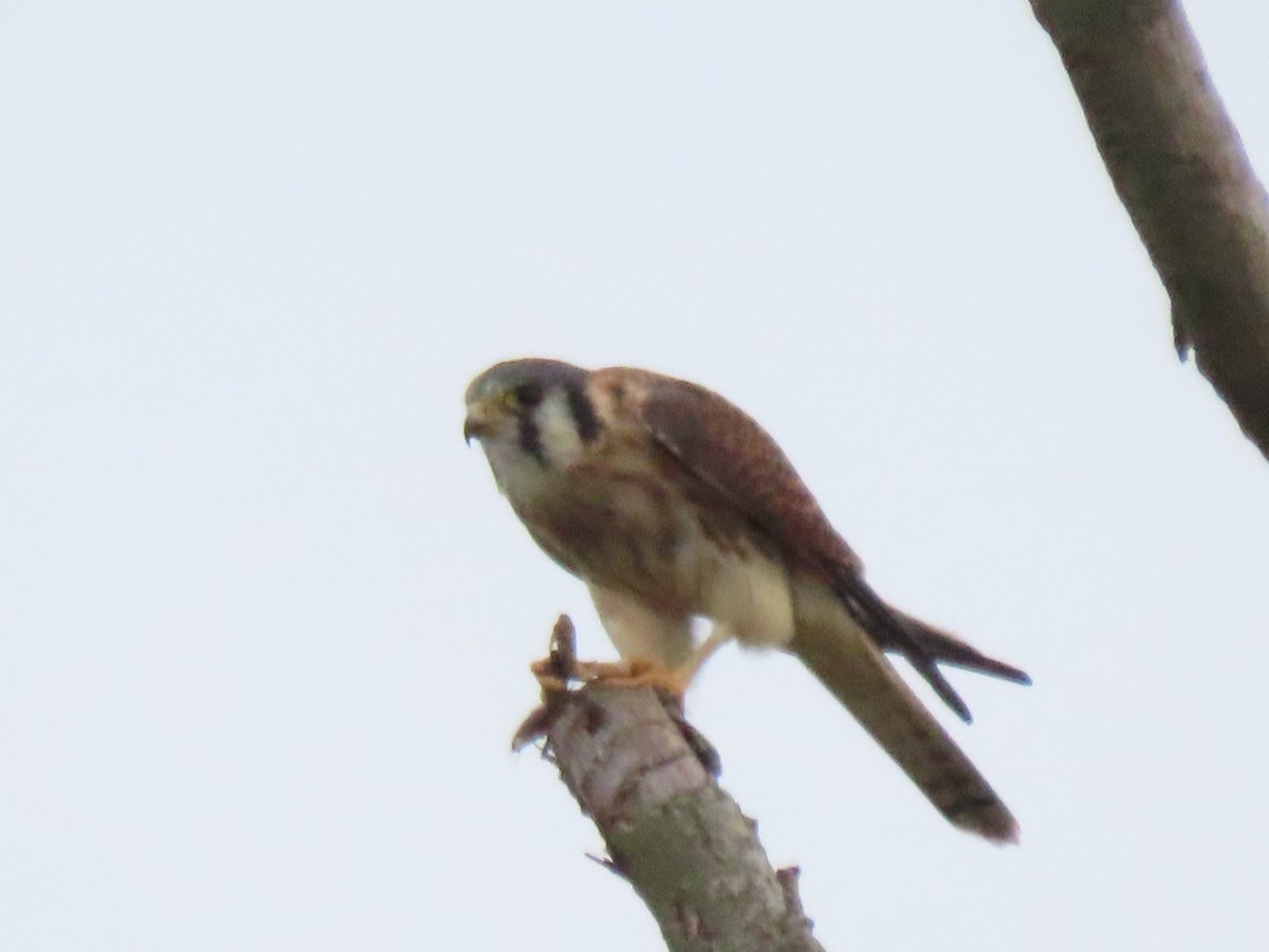 American Kestrel - ML642681279