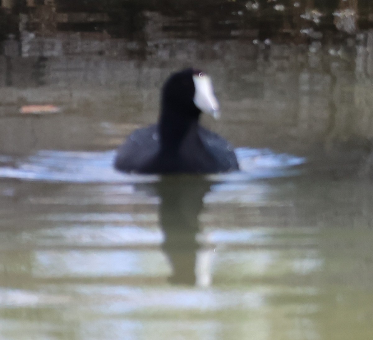 American Coot - ML642681280
