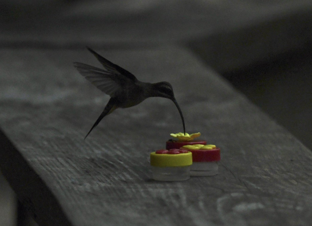 Long-billed Hermit - ML642681282