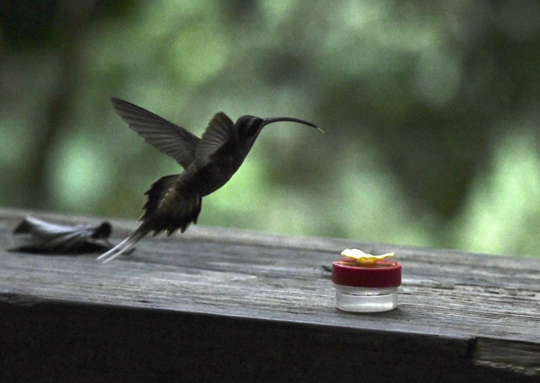 Long-billed Hermit - ML642681284