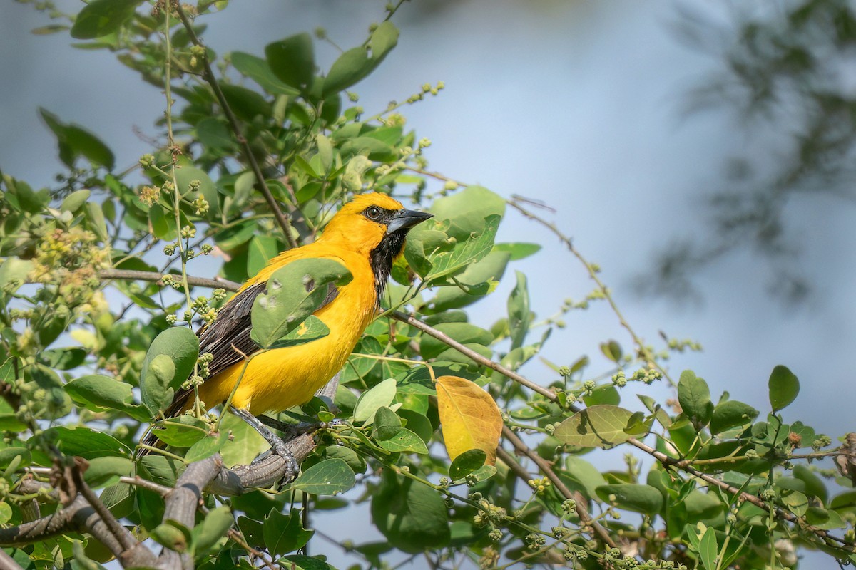 Yellow Oriole - ML642681285