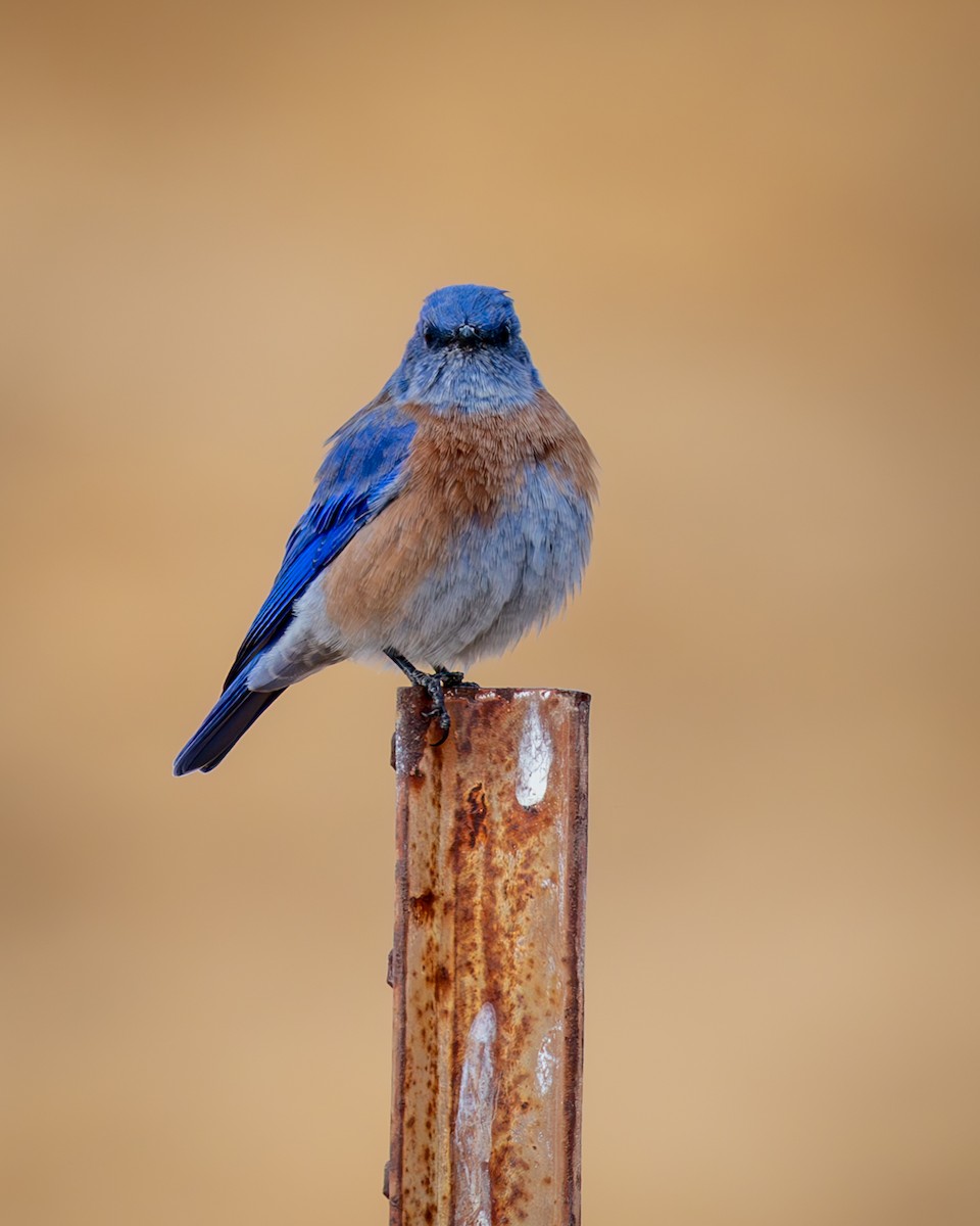 Western Bluebird - ML642681286