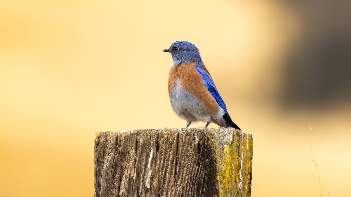 Western Bluebird - ML642681287